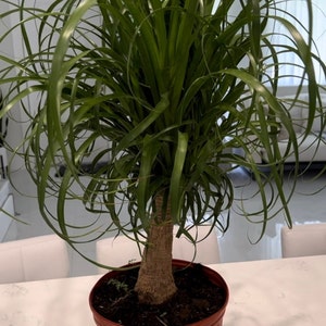 indoor succulent bowl Succulent Bowl: Low-Maintenance Greenery for Home or Office  Jerome  Florists Inc