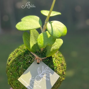 Hoya kerrii Albomarginata Kokedama, Variegated Kerrii Hoya, Sweetheart Hoya, Rare Wax, Heart-Shaped Plant, house plant