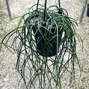 Rhipsalis Mistletoe Cactus - Cutting piece