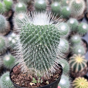 The Spiny Pincushion Cactus - Mammillaria spinosissima &#39;Un Pico&#39; - Cactus -4&quot; Pot