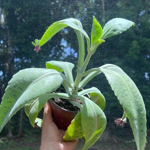 Kalanchoe Donkey Ears gastonis- bonnieri, Succulent, Giant Kalanchoe, Good Luck Leaf, Leaf of Life, Miracle Leaf, Palm Beachbells, 4&quot;-6&quot; Pot
