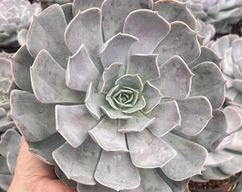 Echeveria Pollux Succulent, 6" Pot, Live Plant