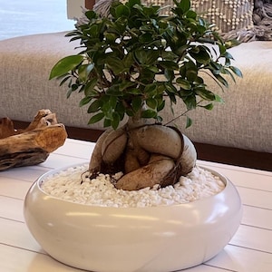 Ficus Microcarpa Bonsai  – Chinese Banyan in Ceramic Pot