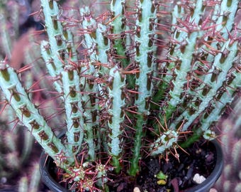Pincushion Euphorbia Plant, Drought Tolerant Cactus, 4" Pot