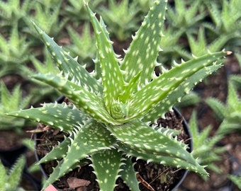 Aloe mini belle -Minibelle-Rare Succulent Live Plant- medicinal-Aloe- drought tolerant. 4" Pot