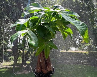 Braided Money Tree - Pachira Aquatica in 4" Pot