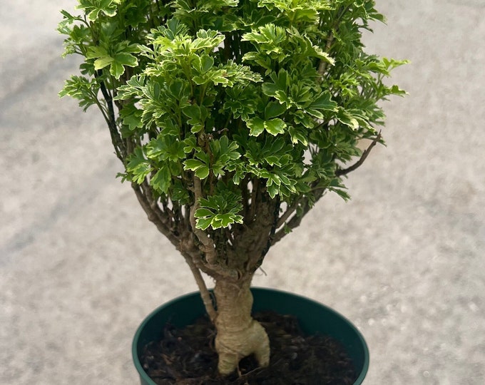 Aralia Polyscias Ming Gold Variegated, Mini Bonsai Tree,aralia , Aralia