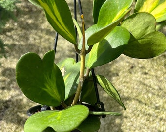 Hoya Kerrii Albomarginata, Variegated Kerrii Hoya, Sweetheart Hoya, Rare Wax Houseplant, Heart-Shaped Plant, Plant Rooted Large HANGING POT