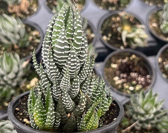 Haworthia Zebra wart Succulent Plant, zebra wart succulent, Haworthia Reinwardtii, Zebra plant, Zebra cactus, Rooted in 4-inch Planter Pot