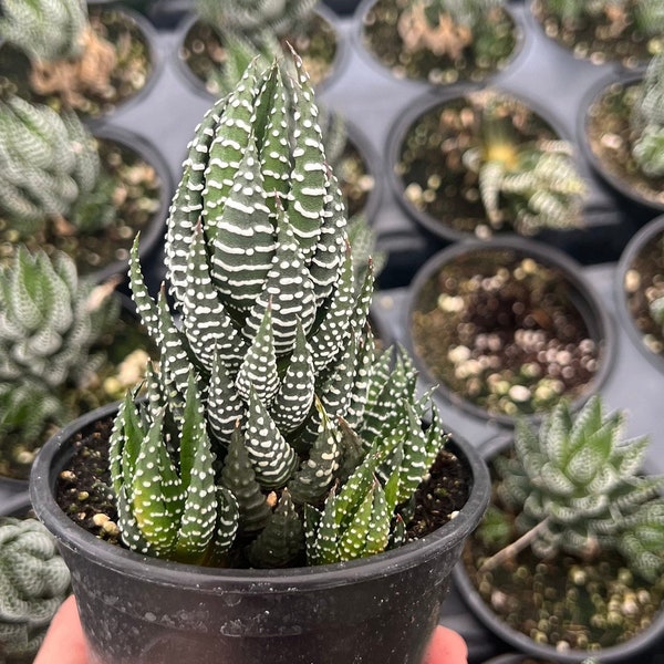 Haworthia Zebra wart Succulent Plant, zebra wart succulent, Haworthia Reinwardtii, Zebra plant, Zebra cactus, Rooted in 4-inch Planter Pot