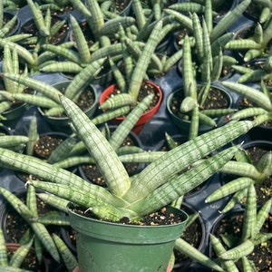 Starfish Sansevieria Cylindrica &#39;Bonzel, Cylindrical Snake Plant, Rare Succulent, Beginner Houseplants,  Live Potted Plant 4&quot; Pot
