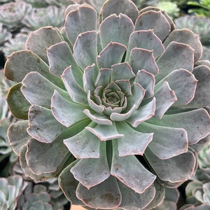 Echeveria, Echeverria Shaviana, Beauty Rare Succulent Live Plant, Huge succulent, Mexican hend and chicks,Big Echeverria, 6&quot;