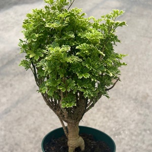 Aralia Polyscias Ming Gold Variegated, Mini Bonsai Tree,Aralia , Aralia Parsley- Stunning variegated bonsai tree, Geranium Aralia, 6&quot; pot