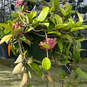 Hoya Carnosa, Honey Plant, flower porcelain, FlowerWax, Tropical Wax  Climbing live rare House Plant Rooted Hanging&quot; pot or regular pot