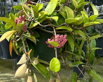 Hoya Carnosa Wax Plant, Rooted Tropical Vine, Hanging or Regular Pot