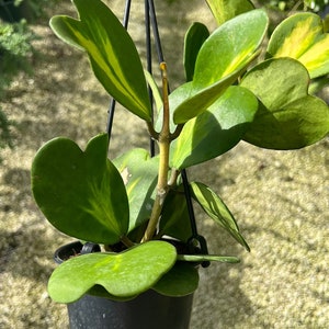 HoyaVariegated Kerrii Hoya, Sweetheart Hoya, Rare Wax Houseplant, Heart-Shaped Plant, Plant Rooted medium HANGING POT