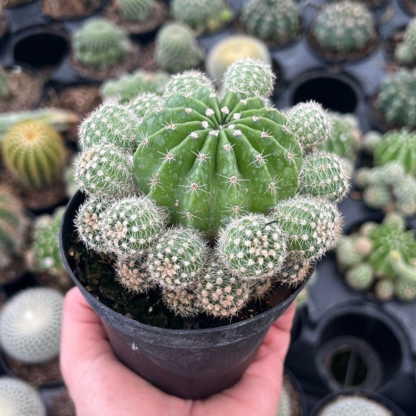 Echinobivia Rainbow Bursts Cactus - Cacti Live Plant -Blooming Hedge-Hogs-Pink Easter Lily Cactus Echinopsis oxygona Echinobivia 4" Pot