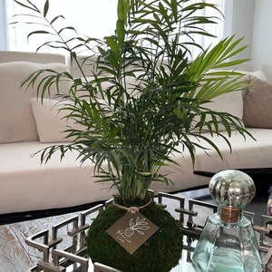 Neanthe Bella Palm- Chamaedorea Elegans - Parlor palm Kokedama - Parlor Palm Elegans Neanthe- house plant - Mossball -Height: 20&quot;-25 inches