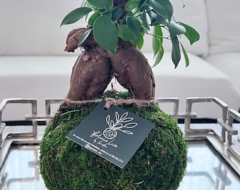Ginseng Ficus Kokedama – Taiwan Bonsai, Medium Size (9-13" Height)