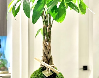 Money Tree - Pachira aquatica Kokedama - money tree kokedama -Moss ball - Huge Money tree - Lucky plant - Heights  30 inches- 36inches