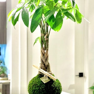 Money Tree - Pachira aquatica Kokedama - money tree kokedama -Moss ball - Huge Money tree - Lucky plant - Heights  30 inches- 36inches