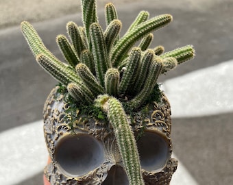 Skull Cement Planter with Drainage, Decorative Goth Succulent Pot