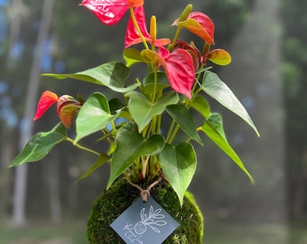 Anthurium, kokedama, Tailflower, flamingo flower, laceleaf kokedama, valentine's Day Height: 9 inches -14 inches tall