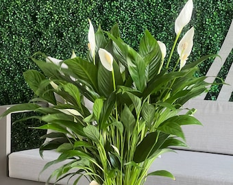 Kokedama - Peace lily - white sails -spathe flower -Huge peace lily - Sympathy Flowers - Condolences gift -large peace lily - House plant