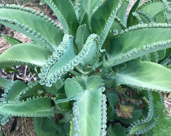 2" Mother of Thousands Kalanchoe Live plant fully rooted, Fast-Growing Succulent, medicinal, healing, low price, 2"pot