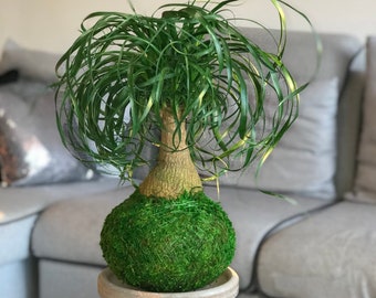 Ponytail kokedama - Kokedama Ponytail -The elephant foot tree- beauty plant - Pata de Elefante house plant - Medium size H: 17 - 21 inches