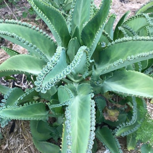 2&quot; Mother of Thousands Kalanchoe Live plant fully rooted, Fast-Growing Succulent, medicinal, healing, low price, 2&quot;pot