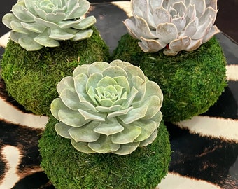 Echeveria Succulent Kokedama Set of 3, Moss Ball
