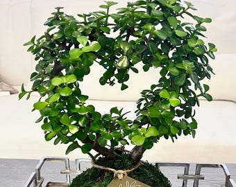 Heart Elephant bush kokedama-afra Portulacaria-dwarf jade tree-spekboom-Jade mini-Valentine's Day Gift