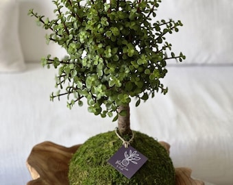 Elephant Bush Kokedama – Dwarf Jade Bonsai, Spekboom (Medium size)