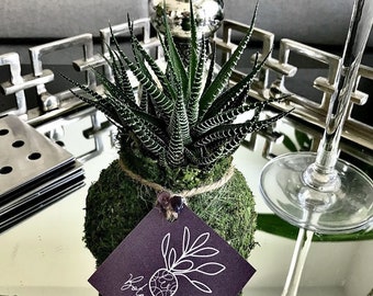 Handcrafted Zebra Haworthia Kokedama, Mini Succulent Plant
