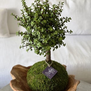 May include: A small, green bonsai tree with a thick trunk and small, round leaves. The tree sits atop a moss-covered sphere, presented in a wooden bowl. A small tag is attached to the tree.