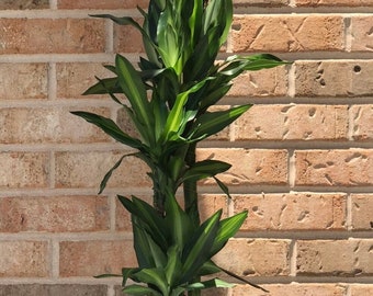 Dracaena- Kokedama - Dracaena fragans - Dracaena compact -corn plant - Dracaena hawaiian sunshine 35-45 inches Tall (plant heights may vary)