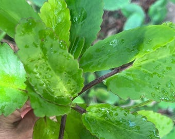 Kalanchoe Pinnata Plant – Bryophyllum, Miracle Medicinal Succulent