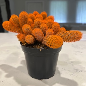 Lady Finger Cactus -Gold lace cacti plant- cactus-Gold Lace -Mammillaria elongata - Cacti -Colors cactus - 2&quot; - 4&quot; Inches Pot