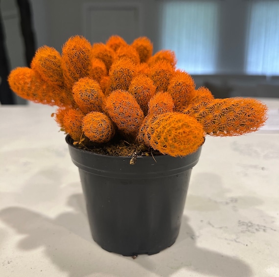 red cactus plant Red Mistletoe Cactus  Plant Detectives