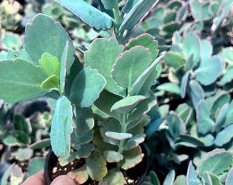 Kalanchoe Lavender Scallops - Live Succulent Plant (2-4" Pot)