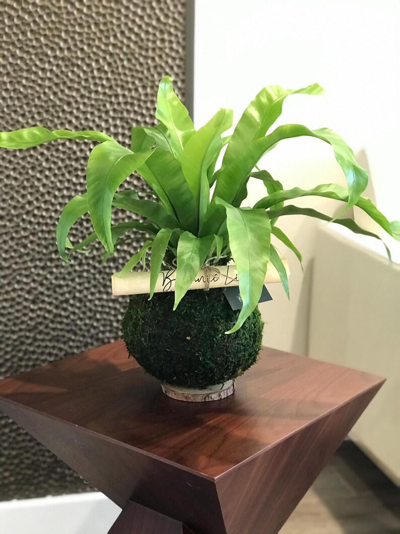 Bird's Nest Fern Kokedama - Thumbnail 4