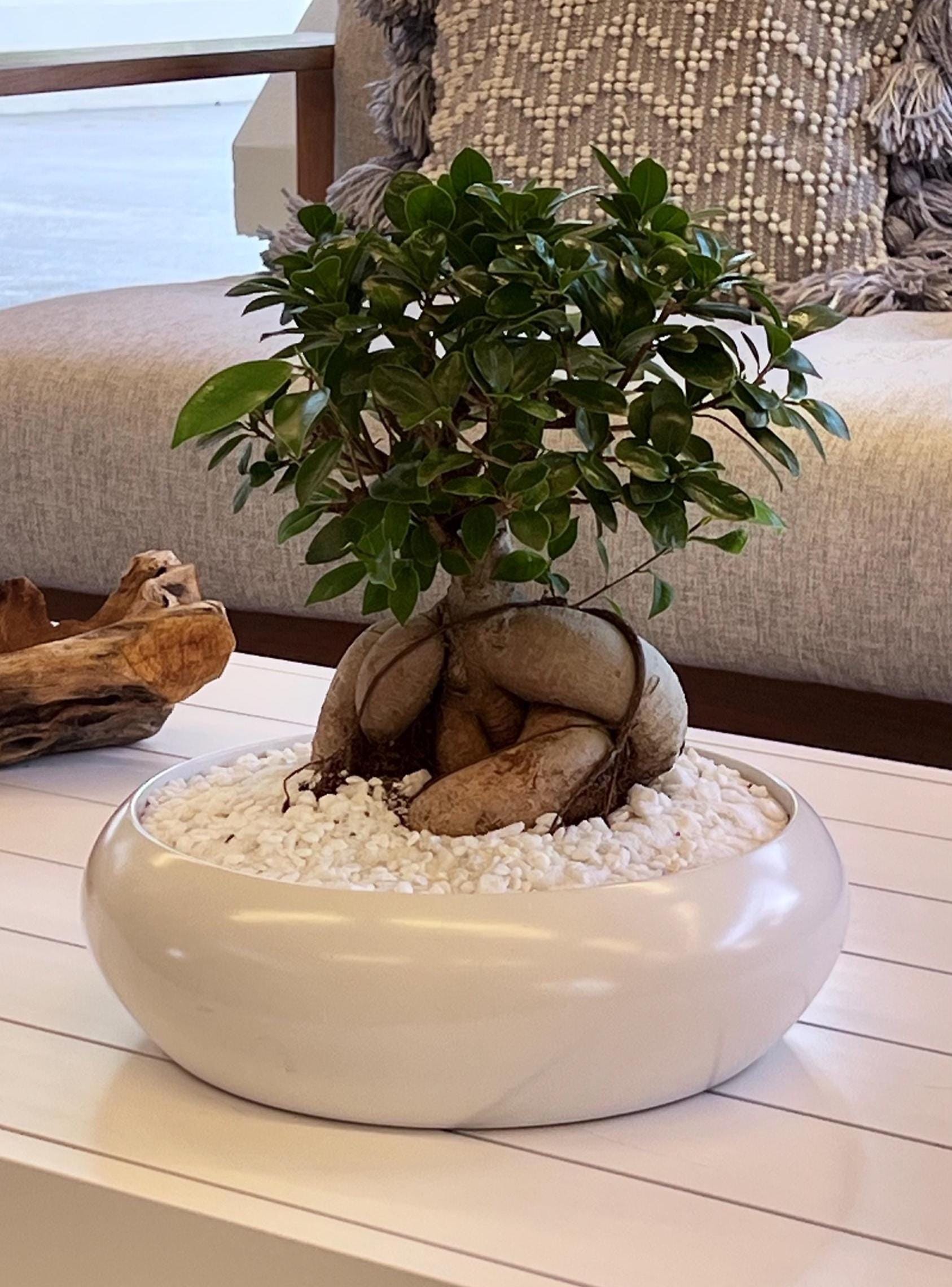 japanischer bambus kaufen Künstlicher Bambus-Baum mit Seidenblättern und Naturstämmen. Pflegefre –  Sunrise