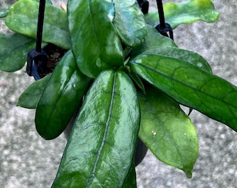 Hoya Villosa (Globulosa), Fuzzy Hanging Wax Flower, 4-6" Pot