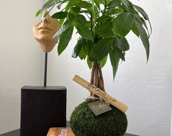 Handcrafted Money Tree Kokedama – Pachira Aquatica Moss Ball