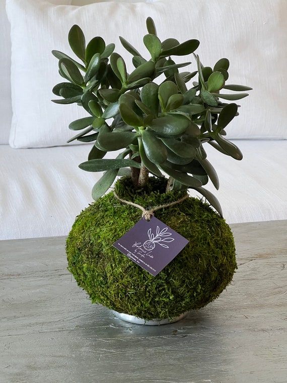 buy philodendron birkin Variegated Philodendron 'Birkin' : Tropical Live Plant - Great for  Beginners - (6 Pot)  Unlimited Variegation - Easy Plant Care