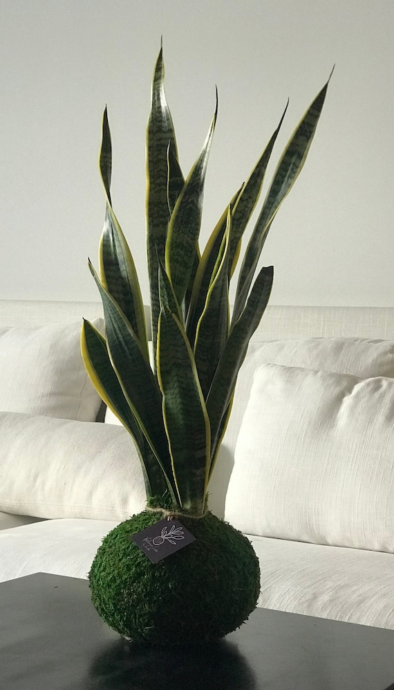 buy philodendron melbourne Buy Philodendron Pink Princess 10cm pot