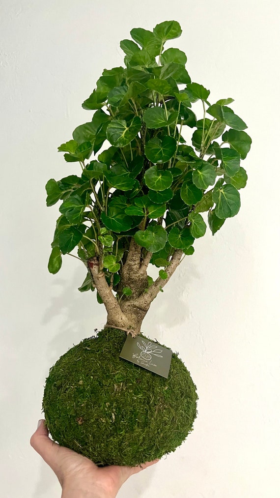 Handcrafted Fabian Aralia Kokedama  Plum Shield Aralia, 16-23" Tall - Etsy