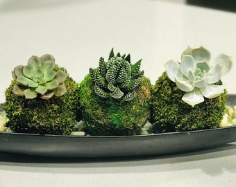 Succulent Kokedama Set – Handmade Moss Ball Plants