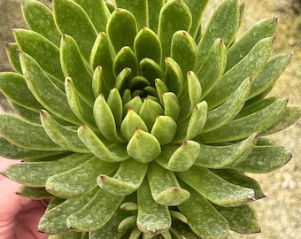 Echeveria Spruce Oliver, Rare Live Succulent Plant, 6" Pot